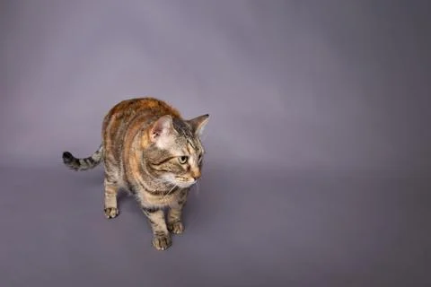 Turtle shell breed kitty snicking hunting unsure in studio portrait Stock Photos