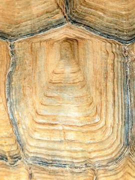 The turtle shell close up Stock Photos