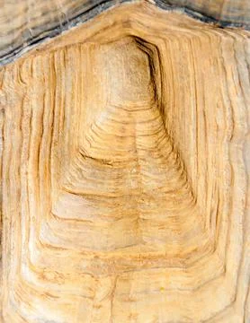 The turtle shell close up Stock Photos