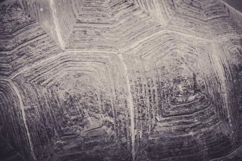 Turtle shell - close-up photograph Stock Photos