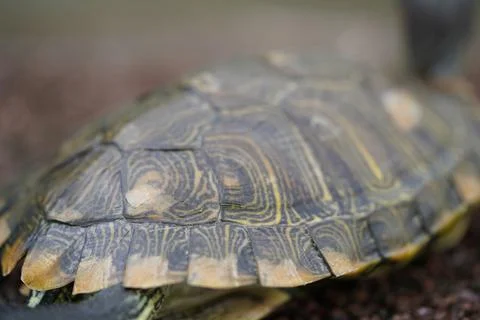 Turtle Shell Close Up Reptile Texture and Pattern 写真素材