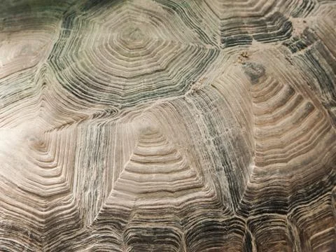 Turtle shell close-up texture Stock Photos