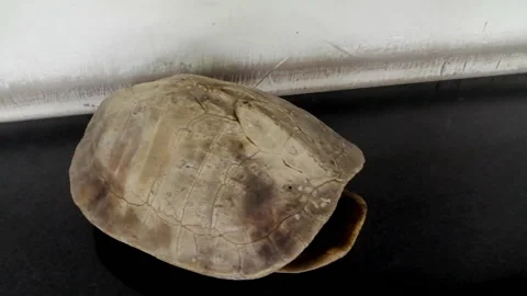 Turtle shell Stock Footage 172537030