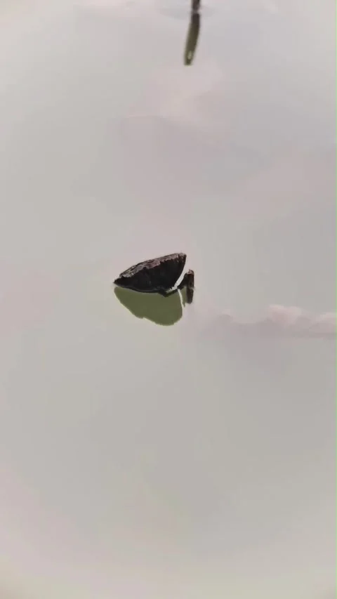 Turtle Shell Fragment Partially Submerged and Reflected in Calm Water, China Stockbeeldmateriaal 337386701