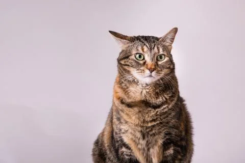 Turtle shell kitty cat sitting up one ear pulled back studio portrait Stock Photos