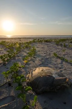 Turtle shell laying on empty beach during beautiful sunset in the Casamance Stock Photos