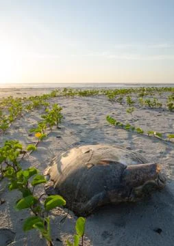 Turtle shell laying on empty beach during beautiful sunset in the Casamance Stock Photos