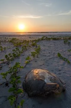 Turtle shell laying on empty beach during beautiful sunset in the Casamance Stock Photos