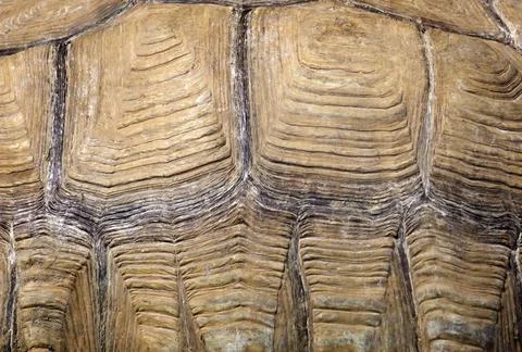 Turtle shell pattern and texture background. Animal ornament and color Foto stock