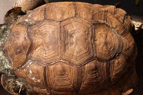 Turtle shell pattern details natural habitat wildlife close-up view unique .. Stock Photos