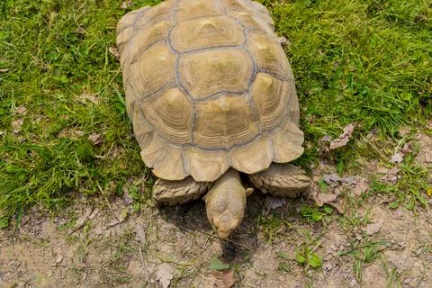 Turtle with shell pattern walking on green grass. Stock Photos