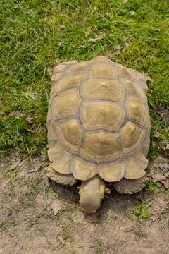 Turtle with shell pattern walking on green grass. Stock Photos