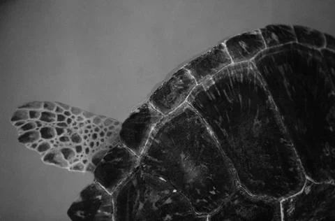 Turtle shell Stock Photos