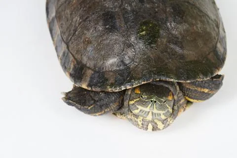 Turtle in shell Stock Photos