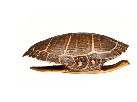 Turtle shell. Stock Photos