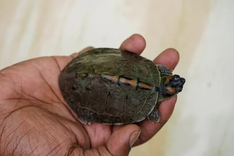 Turtle shell Stock Photos