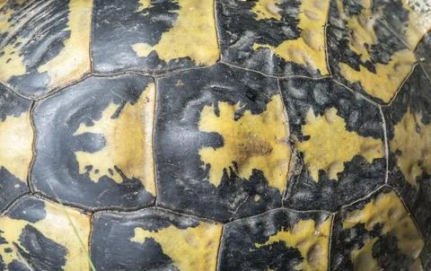 Turtle shell Stock Photos