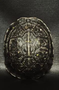 Turtle Shell 스톡 사진
