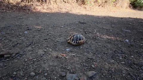 Turtle shell on remote dirt path in quiet Mediterranean forest Vídeo Stock 321533227