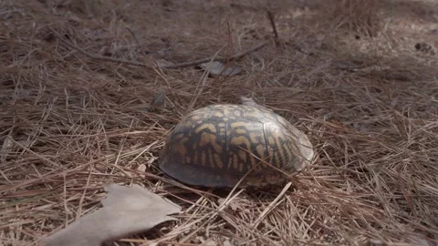 Turtle Shell Resting on Pine Needles Video stock 149860688