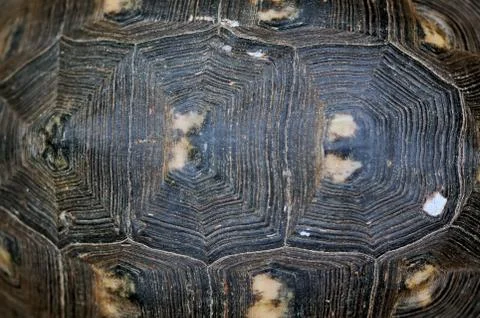 Turtle shell texture Stock Photos