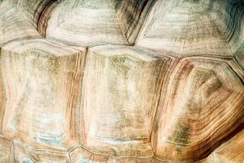 Turtle shell texture Stock Photos