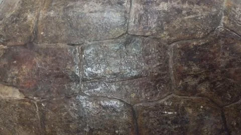 Turtle shell texture Stock Photos