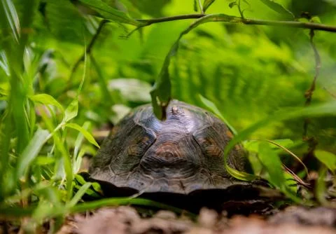Turtle Shell Through Summer Foliage Stock Photos