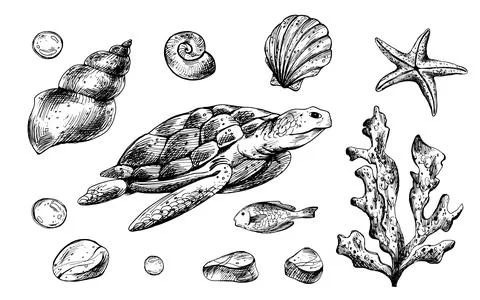 Turtle, shells, starfish, fish, bubbles, pebbles and other sea animals and 스톡 일러스트