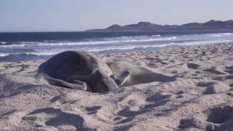 Turtle on the shore back view  Stock Footage 135421443