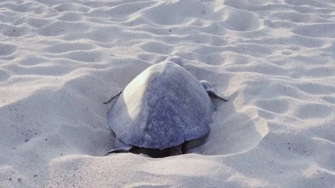Turtle on the shore Stock Footage 135421411