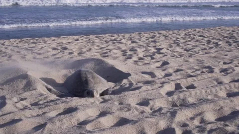 Turtle on the shore Front large shot  Stock Footage 135421463