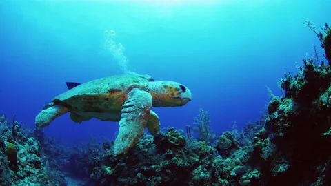 Turtle with short left fin probably from shark attack, diver in the back Stock Footage