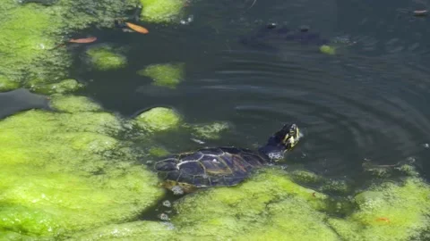 Turtle shows head from under water and dive under water. Vidéo 134258238
