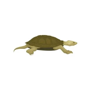Turtle, side view, tortoise reptile animal vector Illustration on a white Stock Illustration