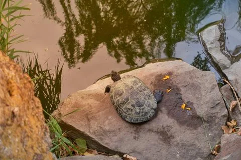 The turtle sits on a rock. Stock Photos