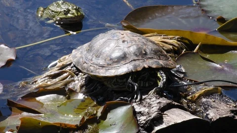 A turtle sits on a sheet of water lily on a pond in the Botanical Garden in 스톡 동영상 120540625