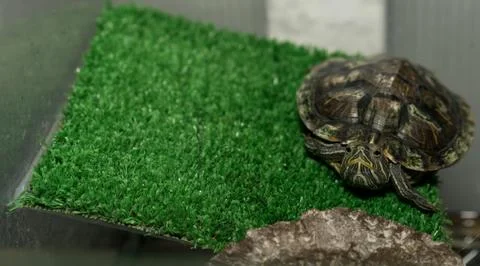 Turtle sitting on artificial grass Stock Photos