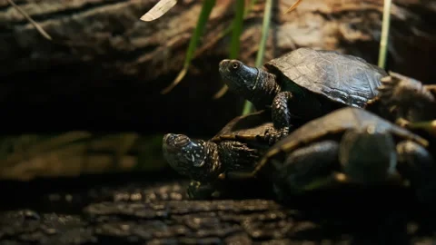 Turtle sitting on the back of a turtle on a tree trunk. Close up view Stock Footage 197520496