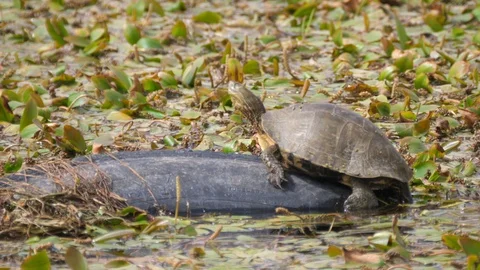 Turtle sitting on a big piece of plastic Stock Footage 96377117