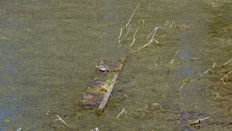 Turtle sitting on a board floating in a still pond in the early spring, 4k60p Video stock 128788928