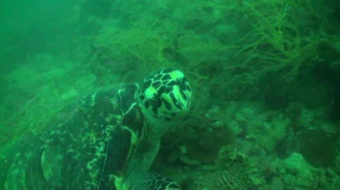 Turtle sitting on bottom of the sea Stock Footage 33070799