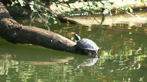 Turtle sitting on a branch in the water in 4k slow motion 60fps Stock Footage 105290879