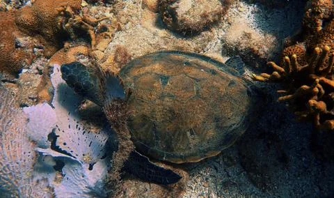 Turtle sitting in the corals Stock Photos