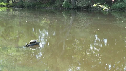 Turtle sitting on log in murky lake 動画素材 204816520