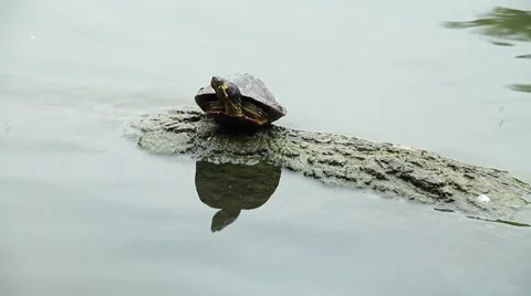 Turtle sitting on a log in a pond Stock Footage 63983676