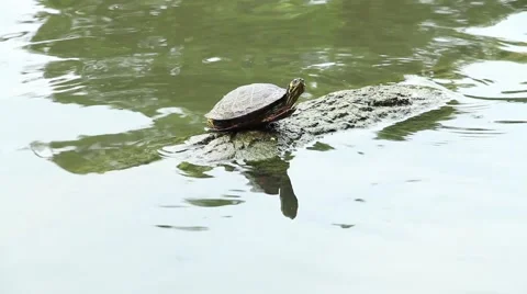 Turtle sitting on a log in a pond Stock Footage 63983720