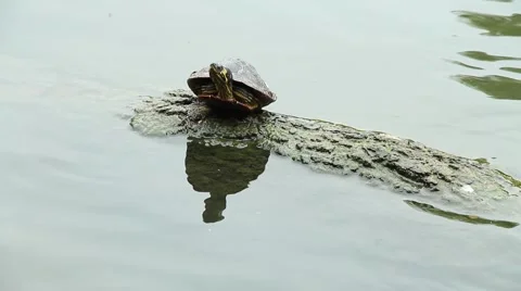 Turtle sitting on a log in a pond Stock Footage 63983729