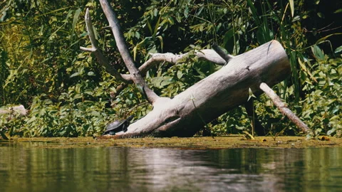 Turtle Sitting on a Log in the River with Green Algae Stock Footage 135413082