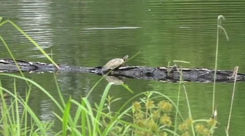 Turtle sitting on log in still pond Stock Footage 51103999